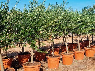 olive-tree_1